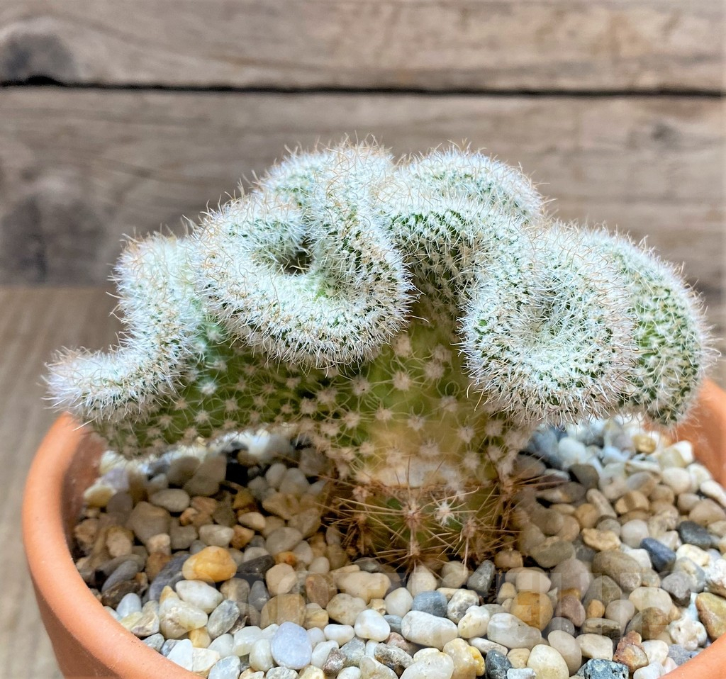 SHPR33442 Sclerocactus brevispinus f. cristata, grafted - Image 3