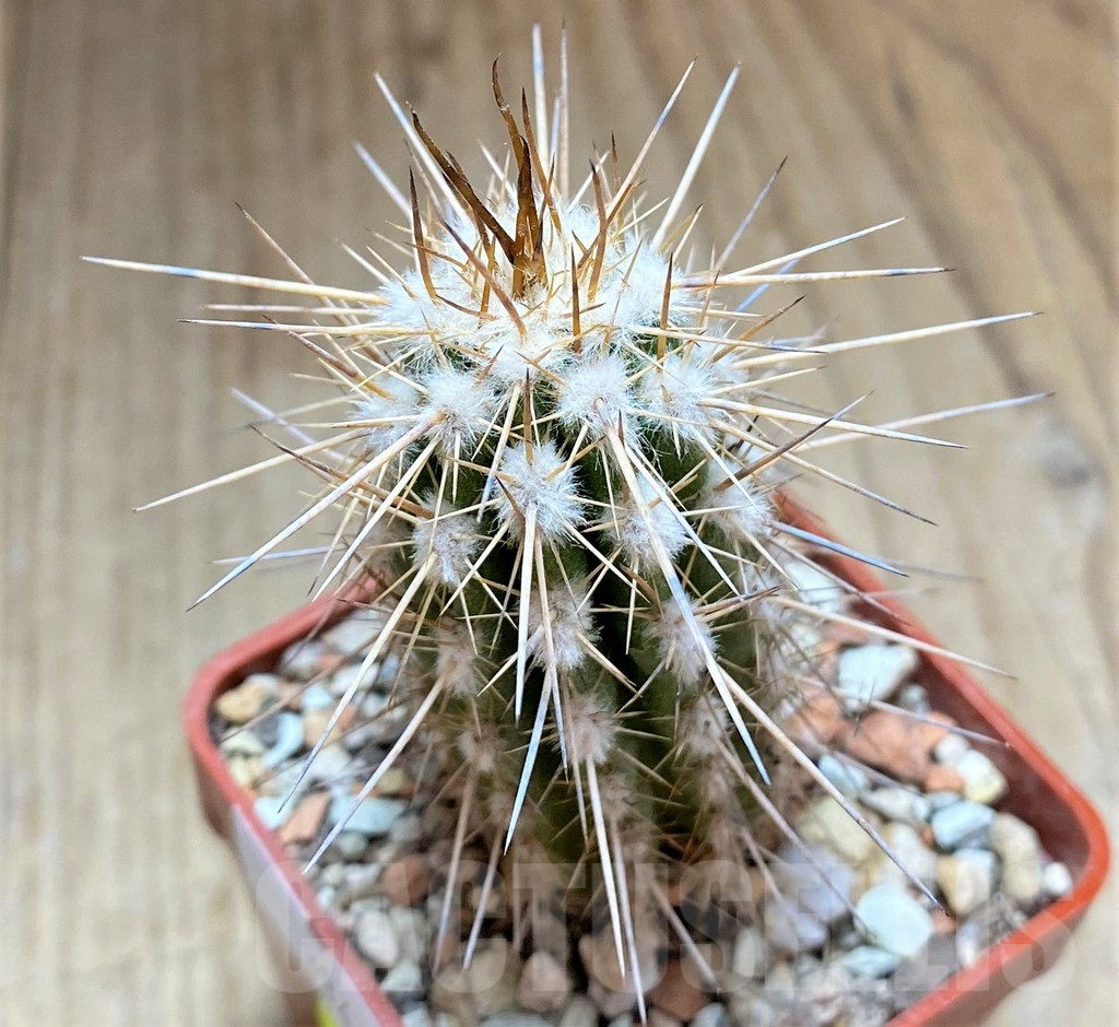 SHPR33444 Eulychnia saint-pieana