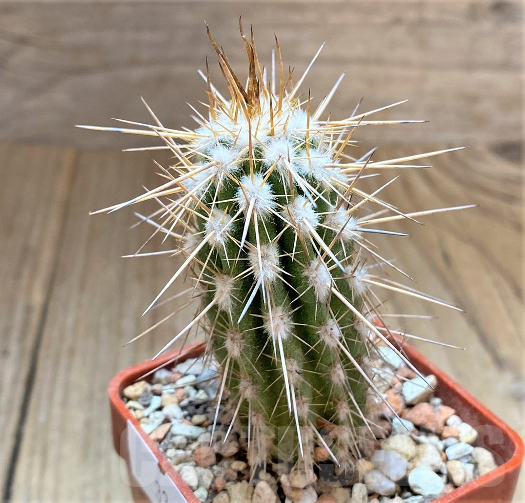 SHPR33444 Eulychnia saint-pieana - Image 2