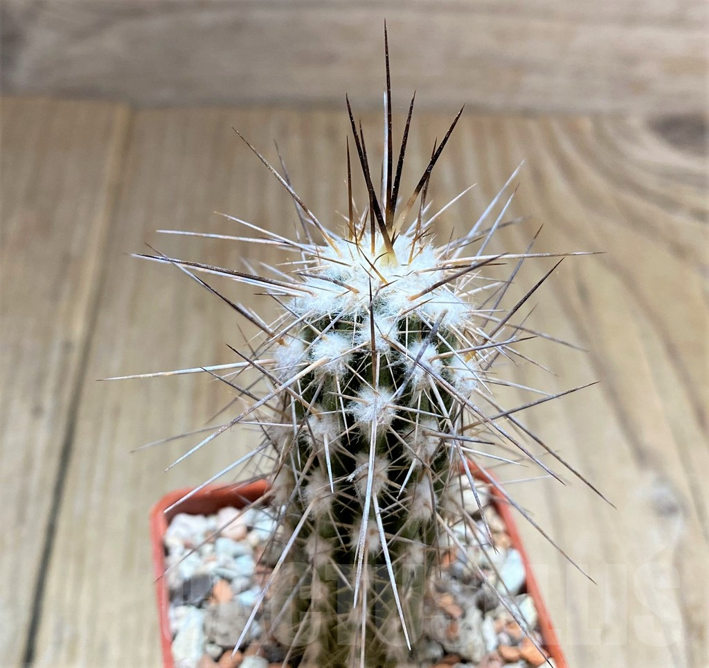 SHPR33446 Eulychnia saint-pieana