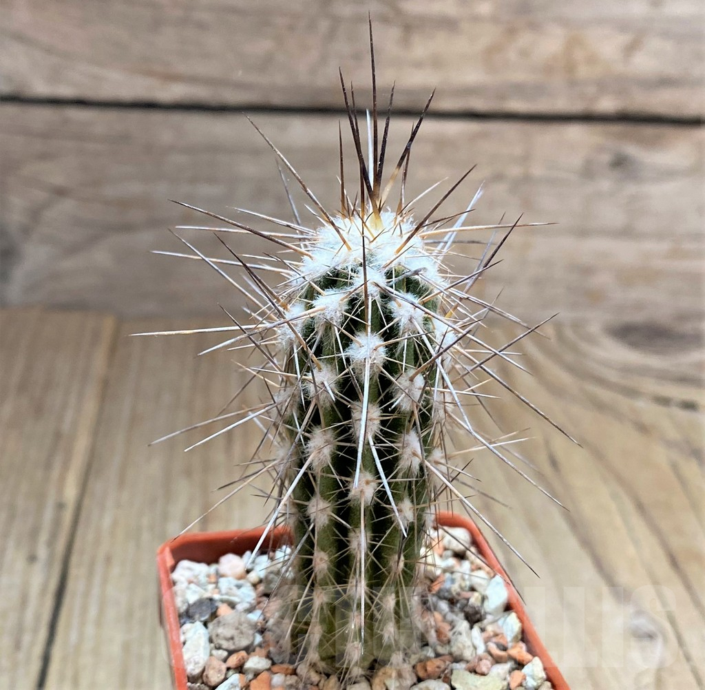 SHPR33446 Eulychnia saint-pieana - Image 2