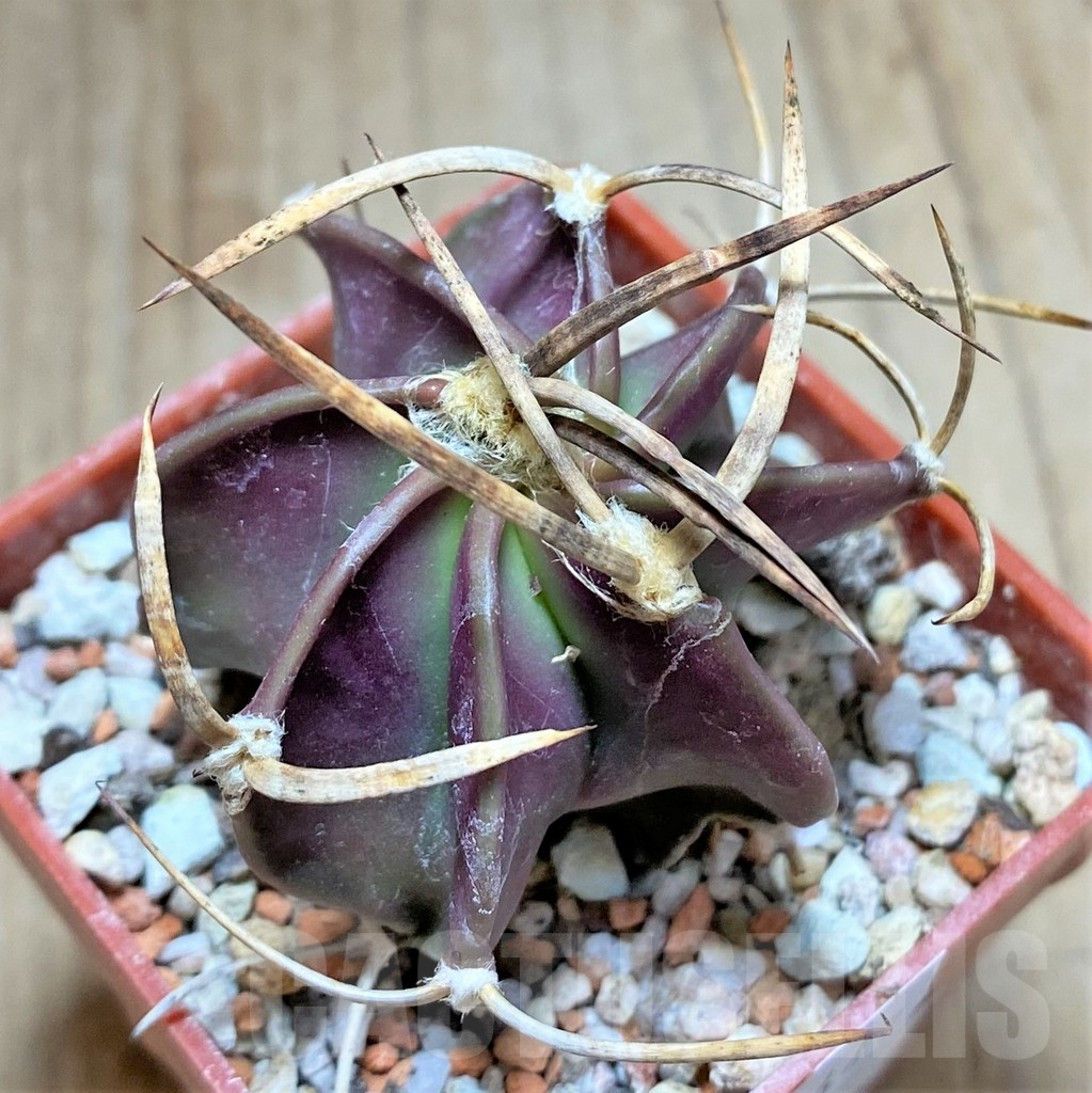 SHPR33447 Astrophytum 'Buffalo' ?