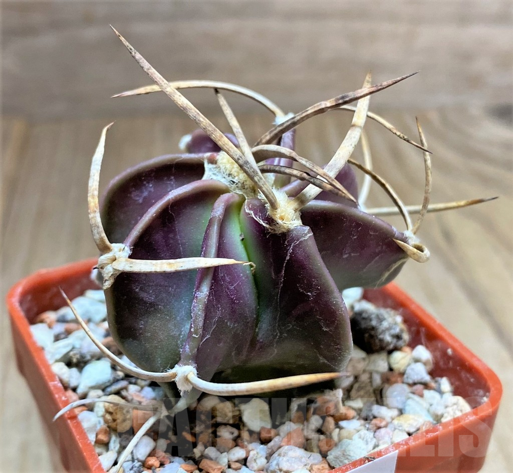SHPR33447 Astrophytum 'Buffalo' ? - Image 2