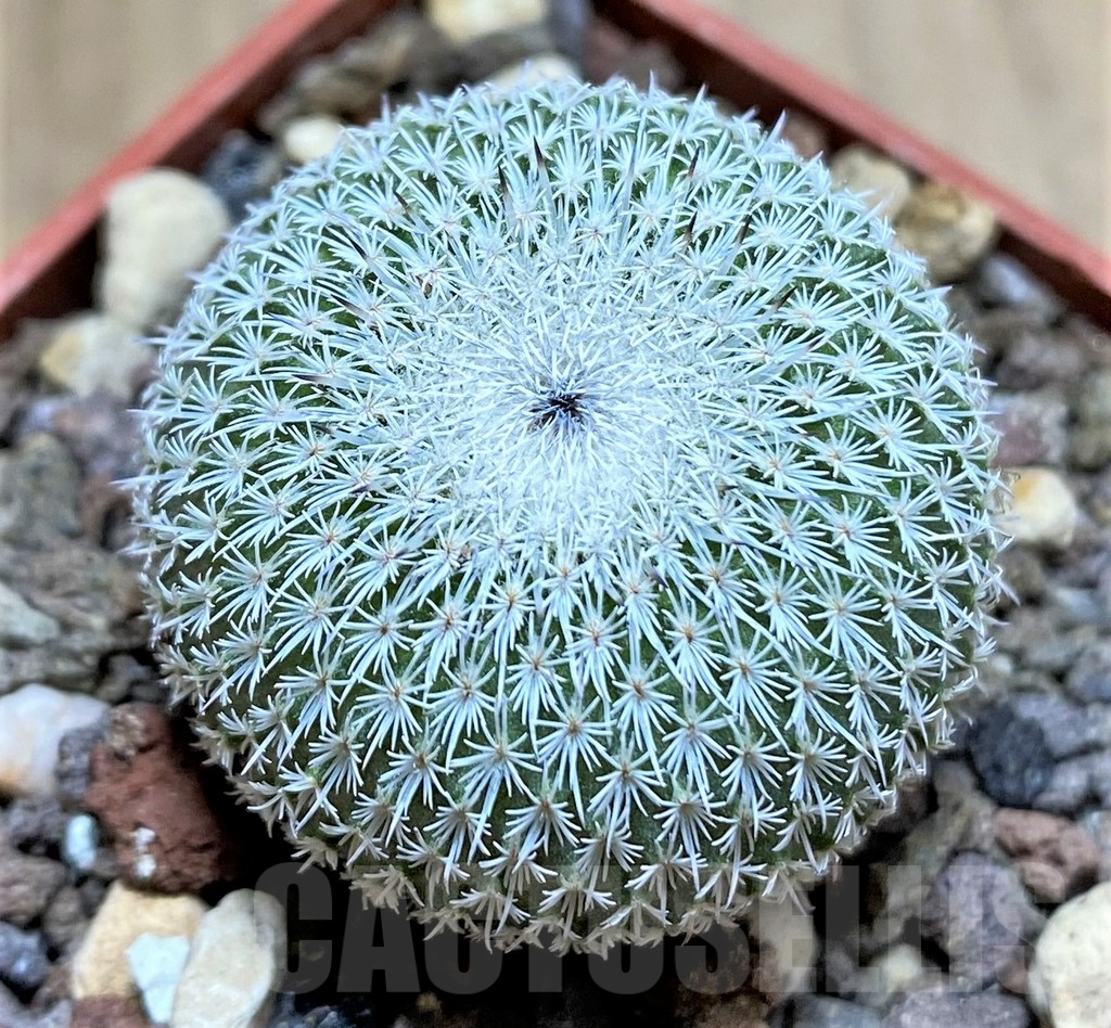 SHPR33448 Epithelantha unguispina