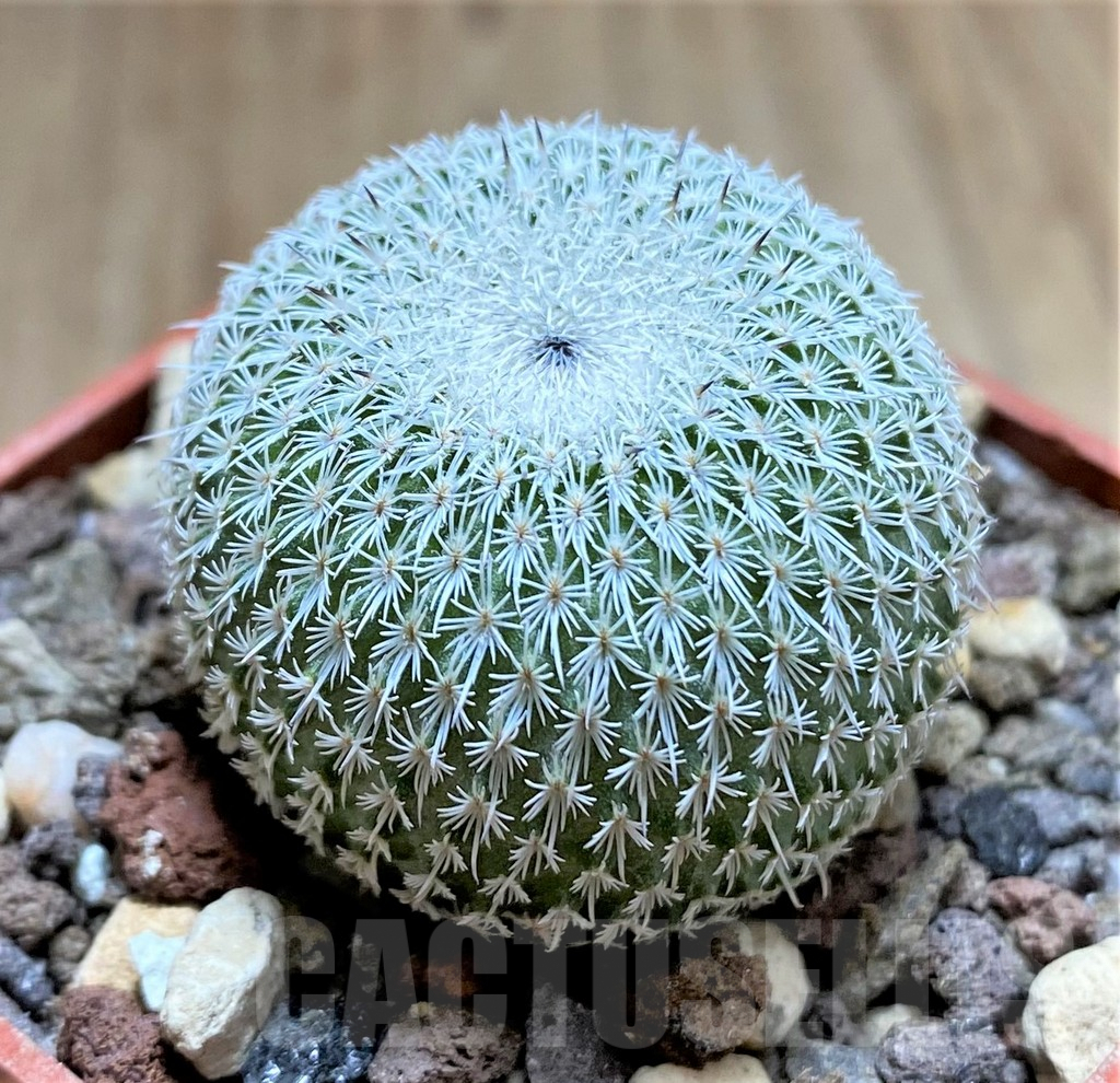 SHPR33448 Epithelantha unguispina - Image 2