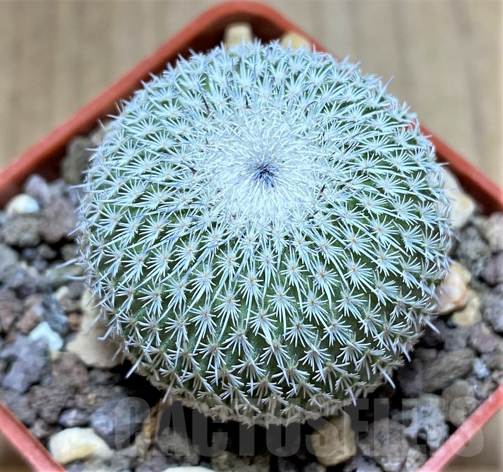 SHPR33449 Epithelantha unguispina