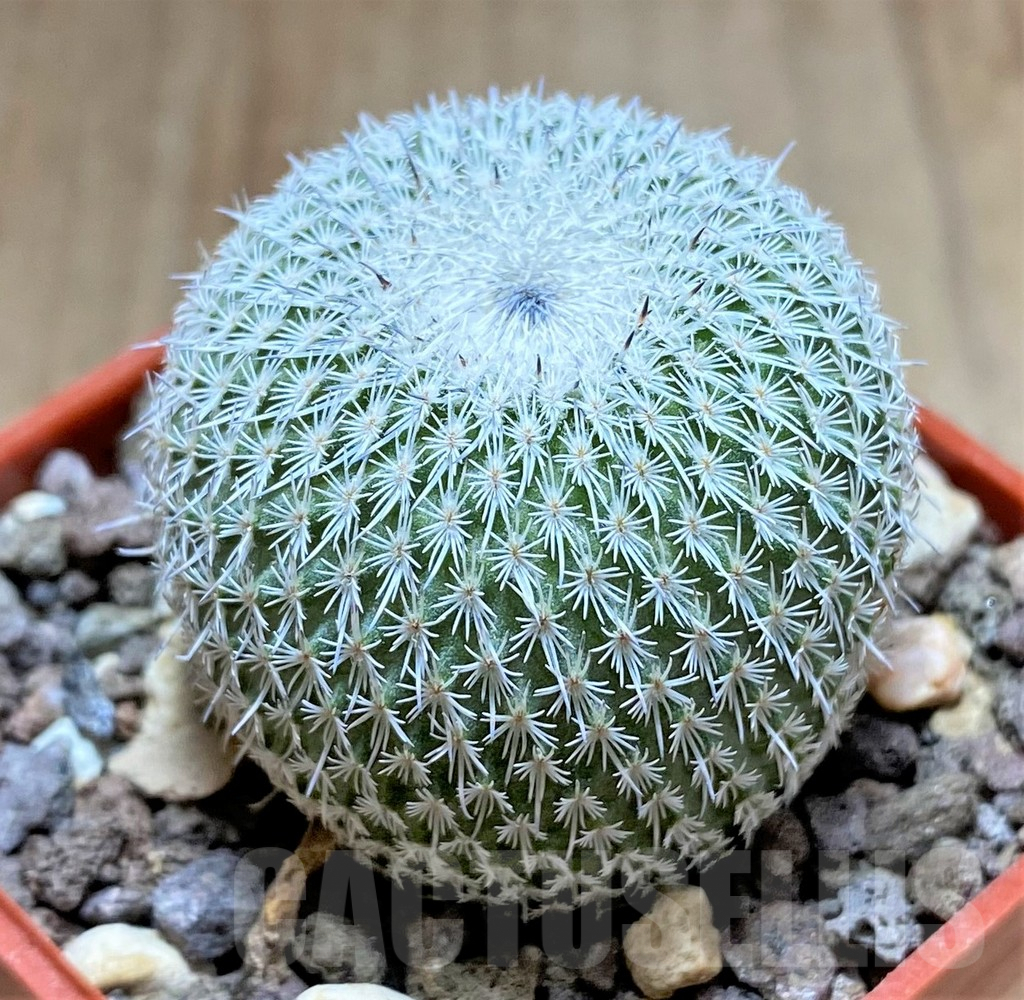 SHPR33449 Epithelantha unguispina - Image 2