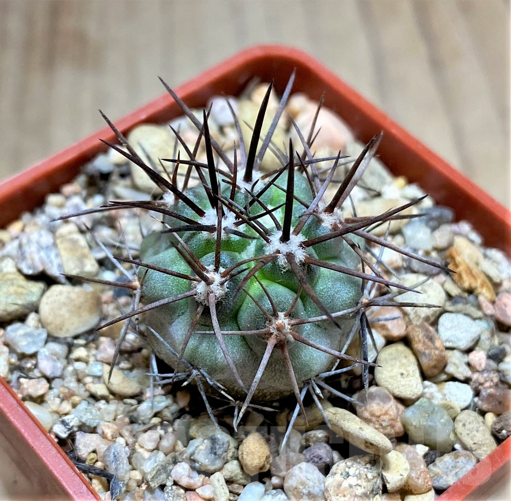 SHPR33450 Copiapoa coquimbana HD12