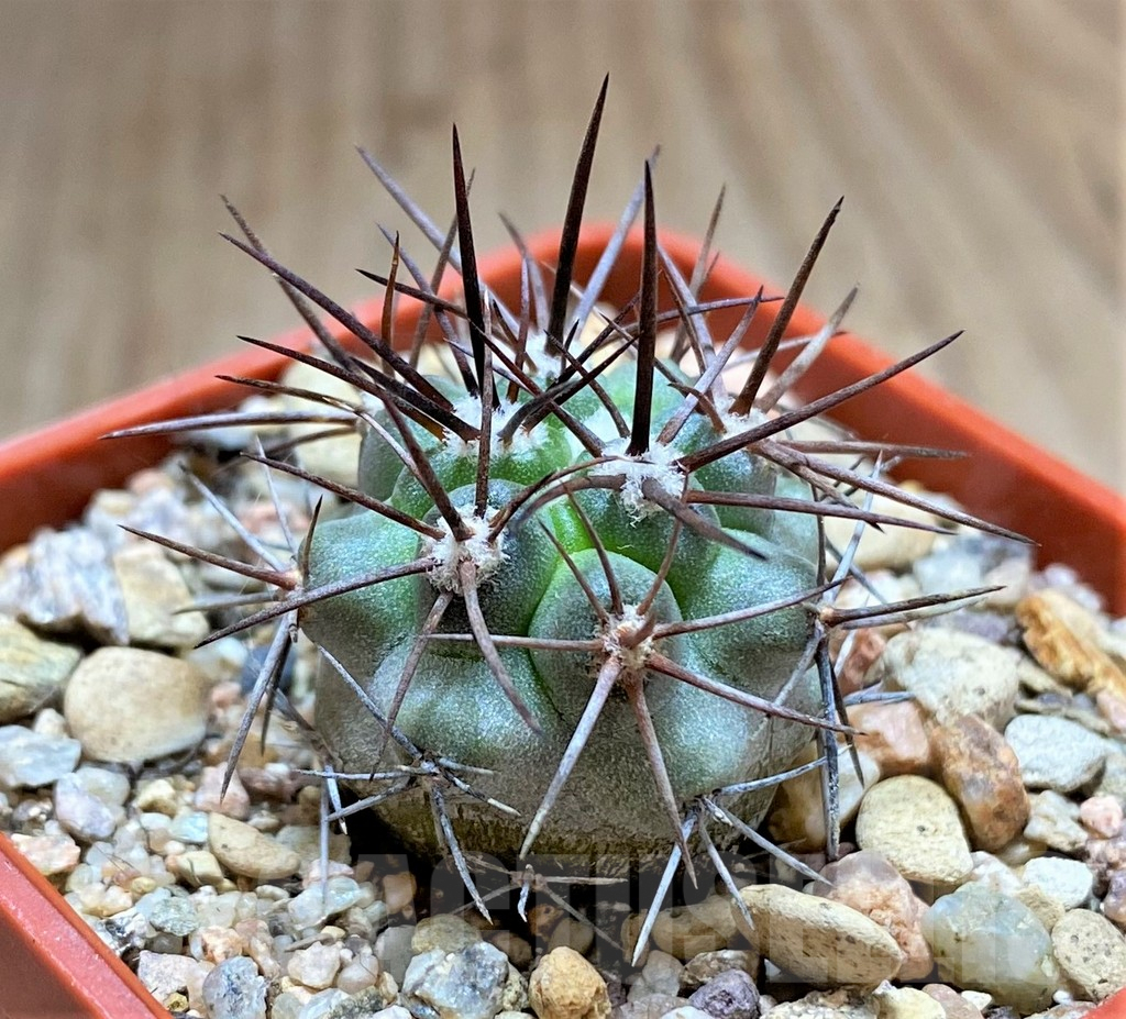 SHPR33450 Copiapoa coquimbana HD12 - Image 2