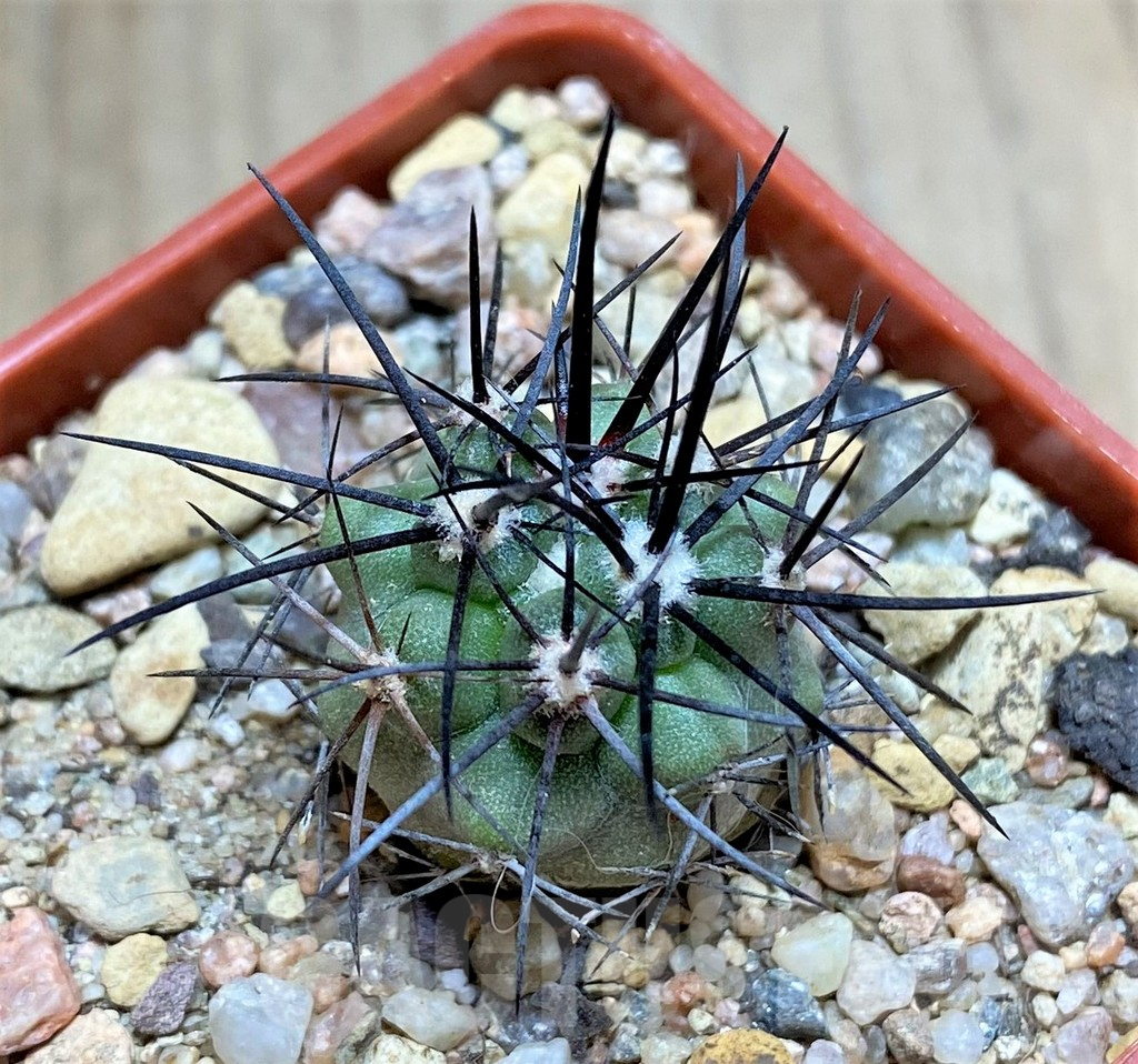 SHPR33451 Copiapoa coquimbana HD12