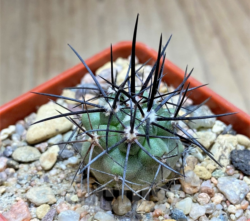 SHPR33451 Copiapoa coquimbana HD12 - Image 2