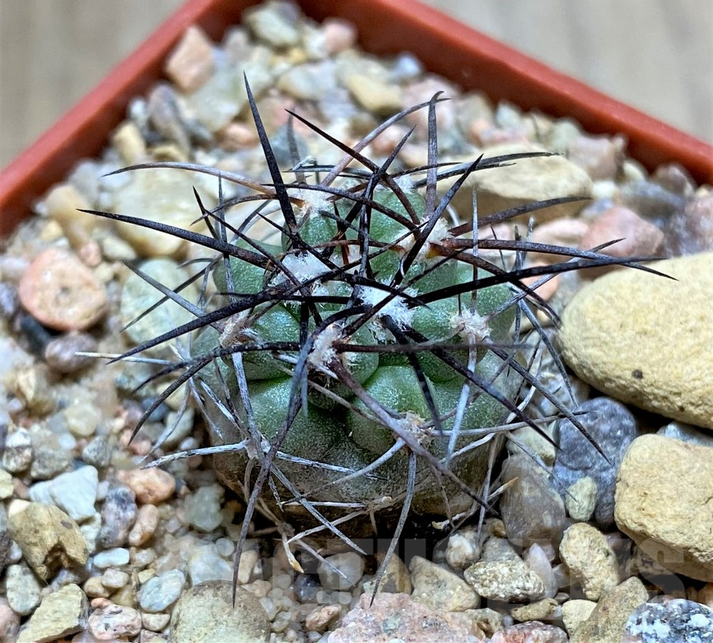 SHPR33452 Copiapoa coquimbana HD12