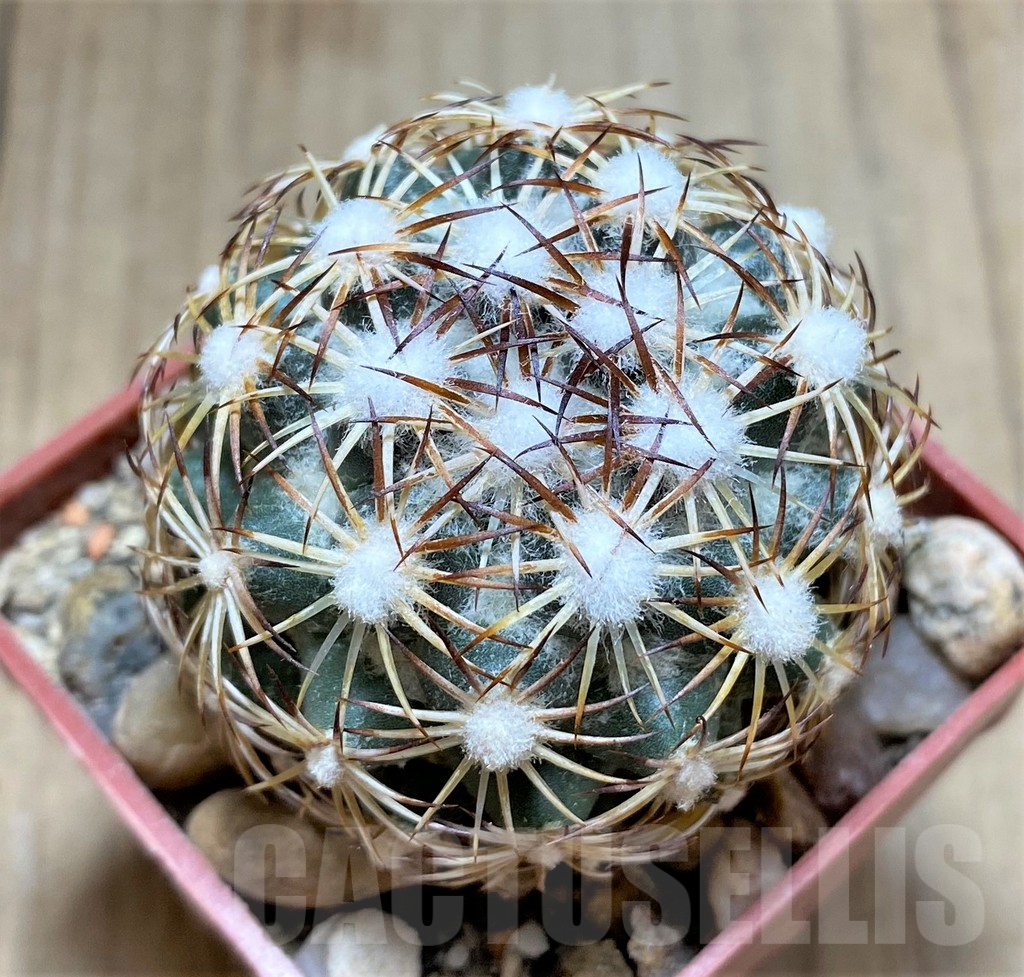 SHPR33453 Coryphantha palmeri