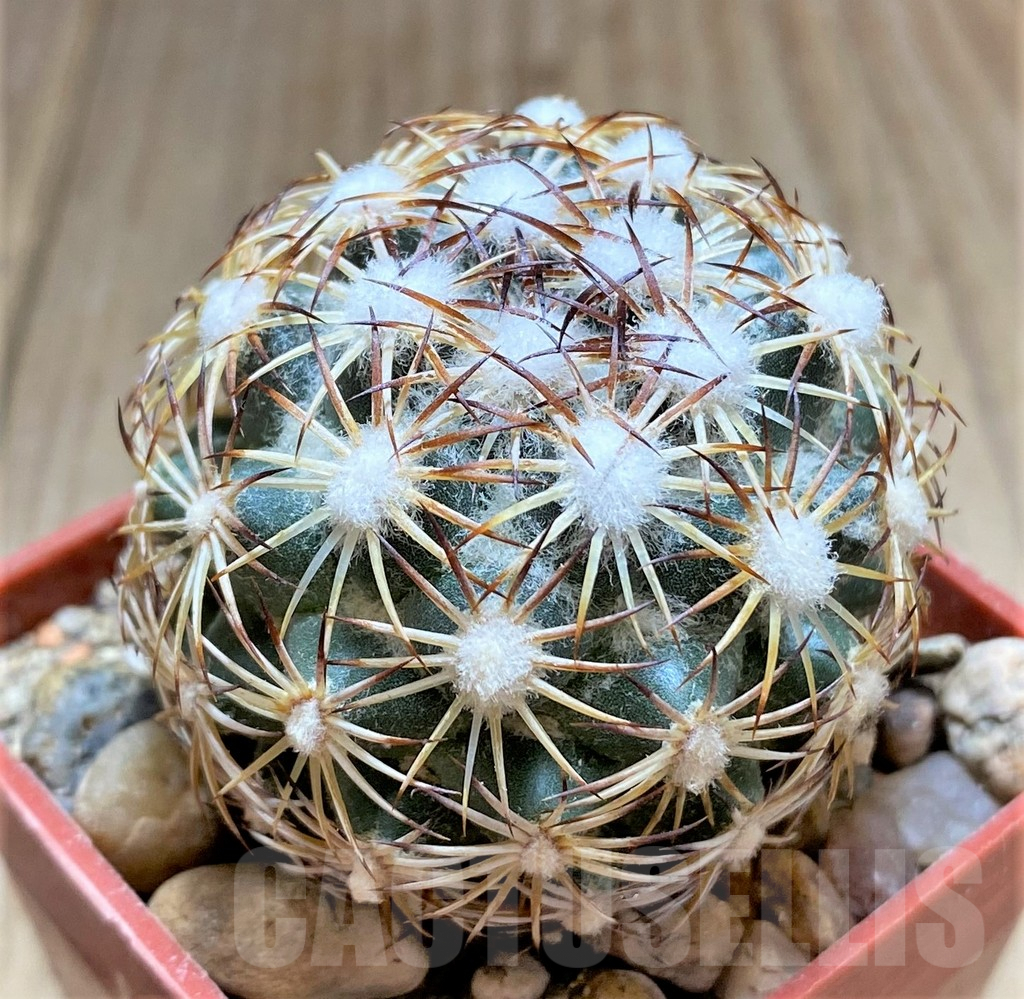 SHPR33453 Coryphantha palmeri - Image 2
