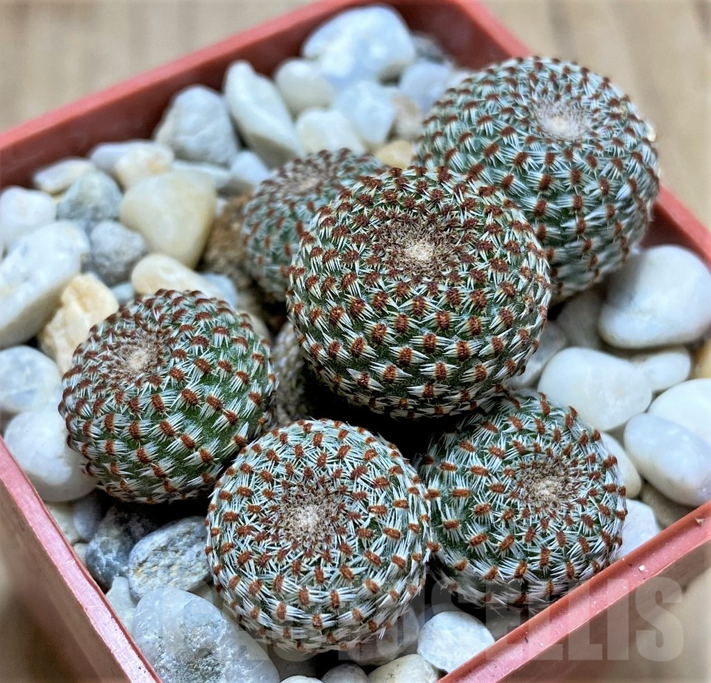 SHPR33455 Aylostera heliosa - Image 2