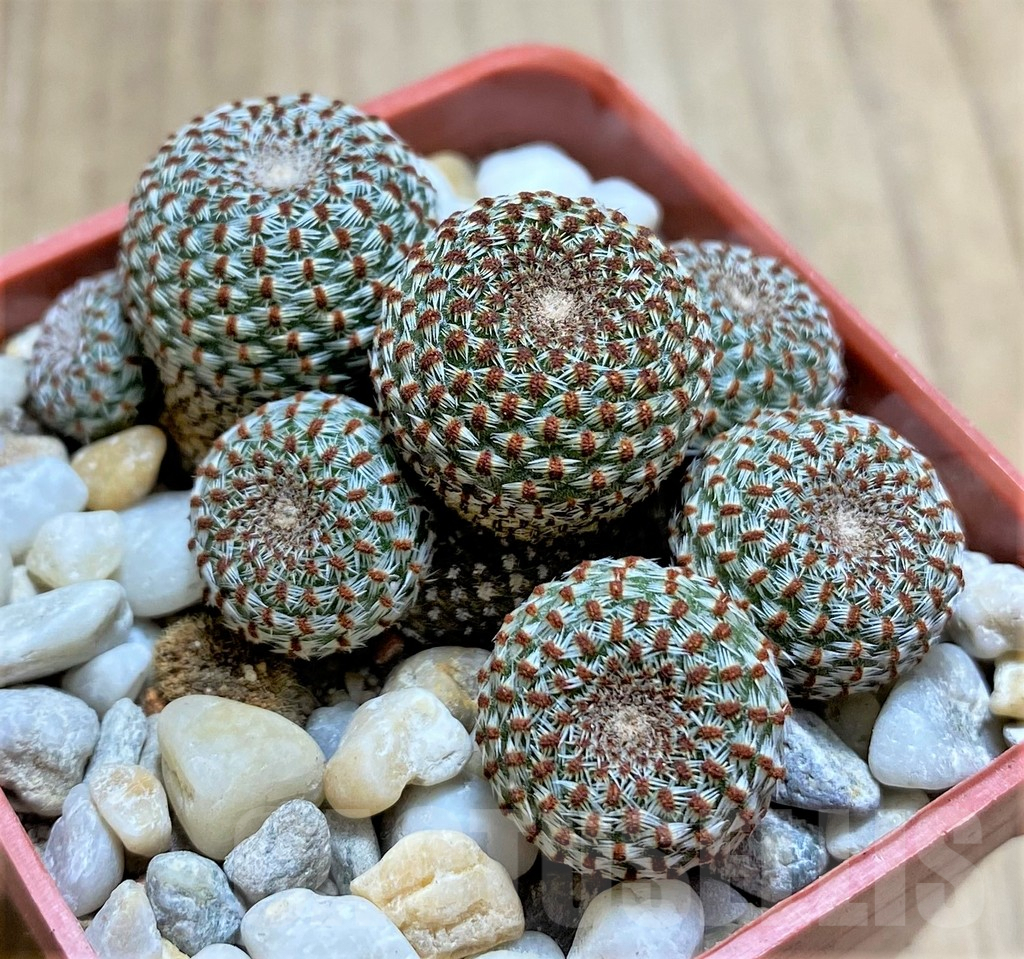 SHPR33455 Aylostera heliosa