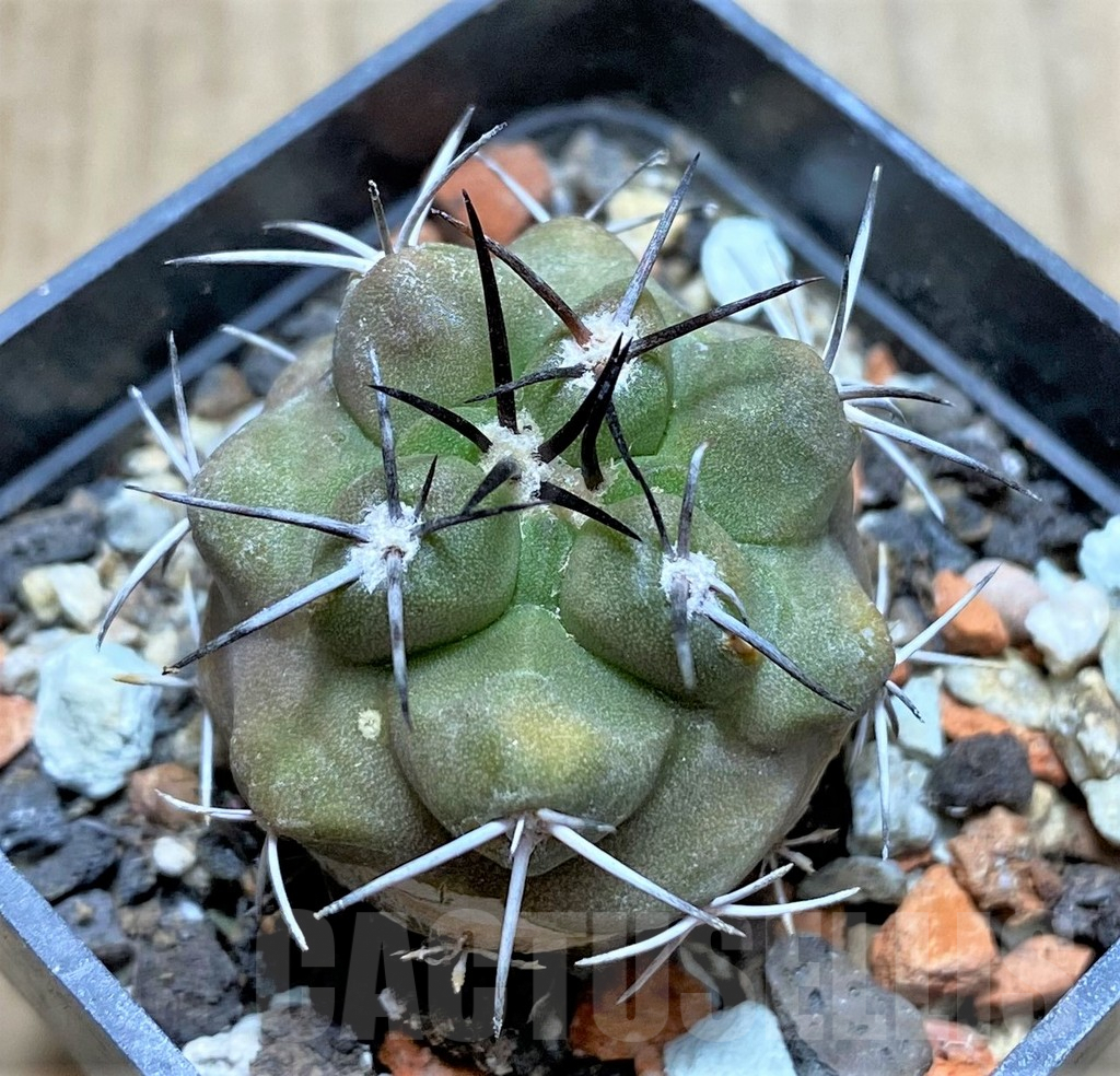 SHPR33456 Copiapoa alticostata