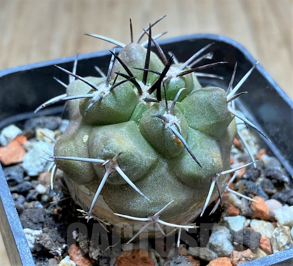 SHPR33456 Copiapoa alticostata - Imagen 2