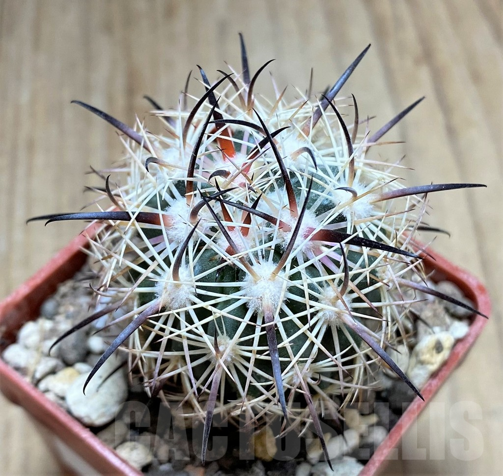 SHPR33457 Echinomastus unguispinus GL607