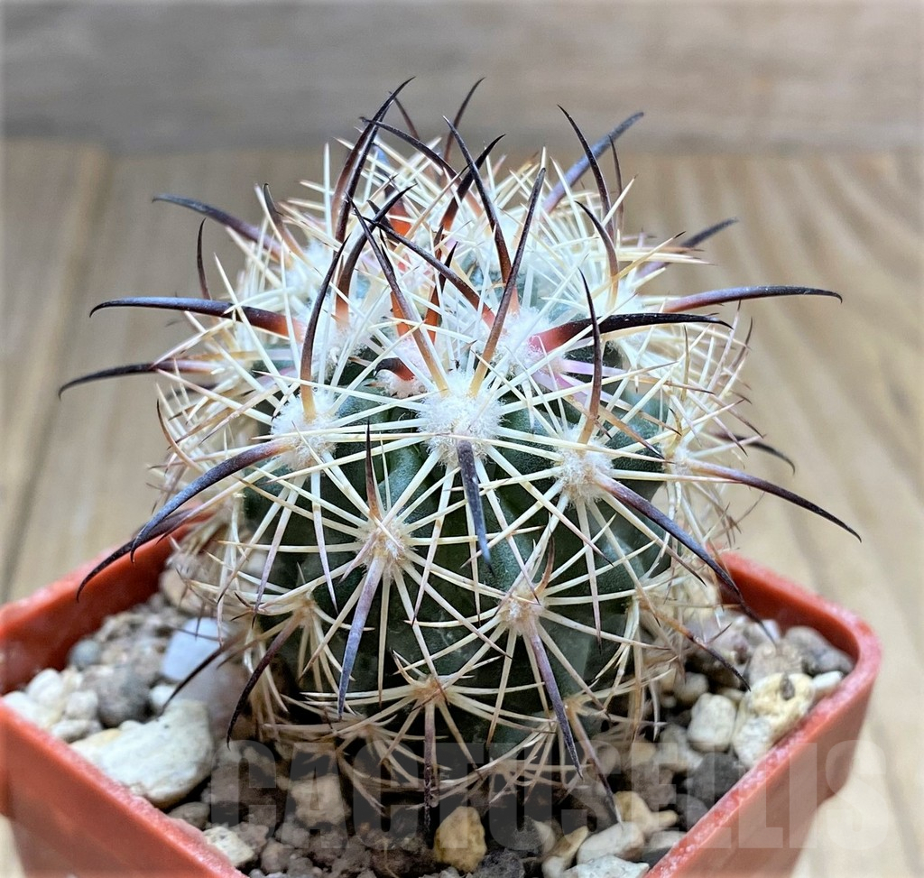 SHPR33457 Echinomastus unguispinus GL607 - Image 2