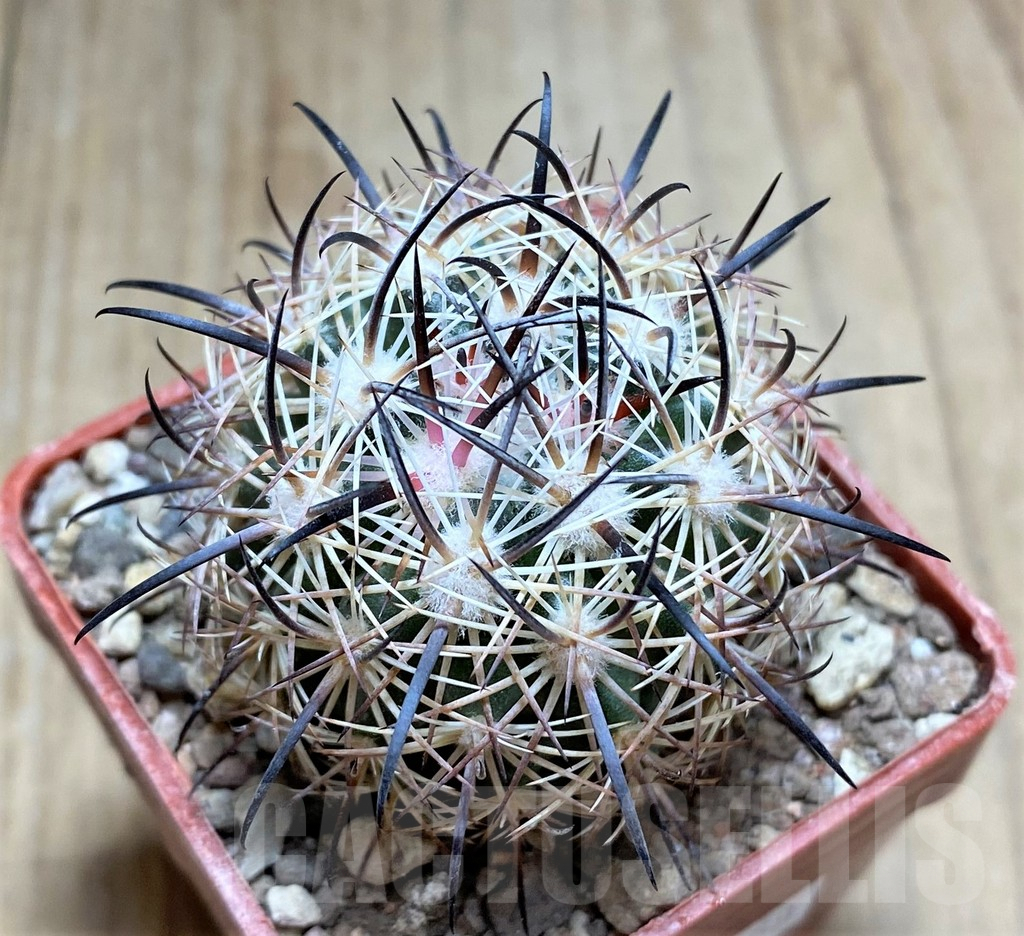 SHPR33458 Echinomastus unguispinus GL607