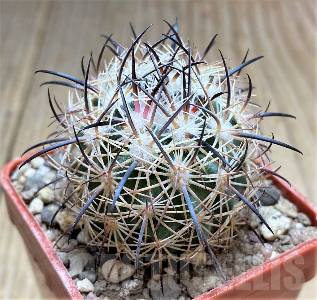 SHPR33458 Echinomastus unguispinus GL607 - Image 2