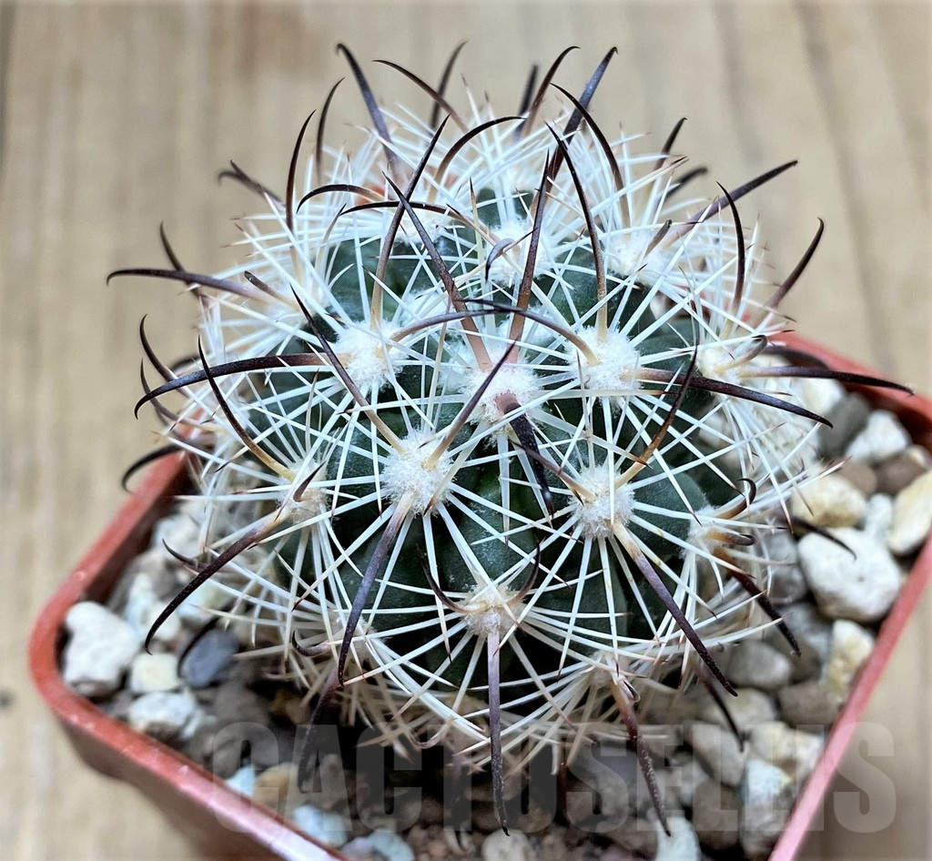 SHPR33459 Echinomastus unguispinus GL607