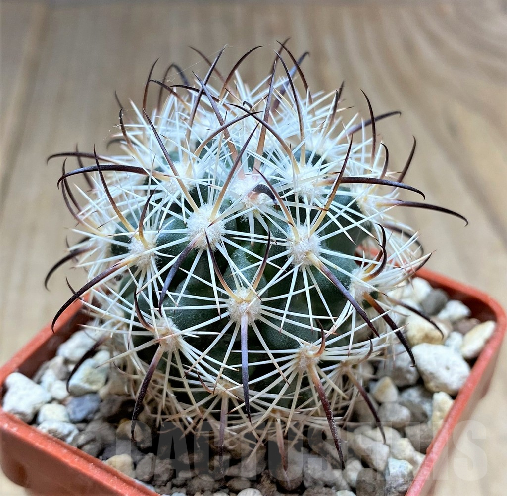 SHPR33459 Echinomastus unguispinus GL607 - Image 2