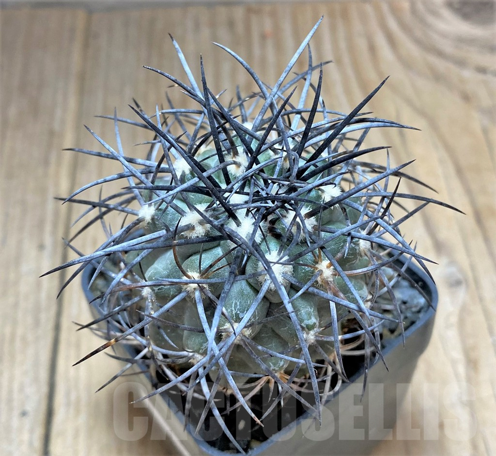 SHPR33460 Copiapoa corralensis, own roots