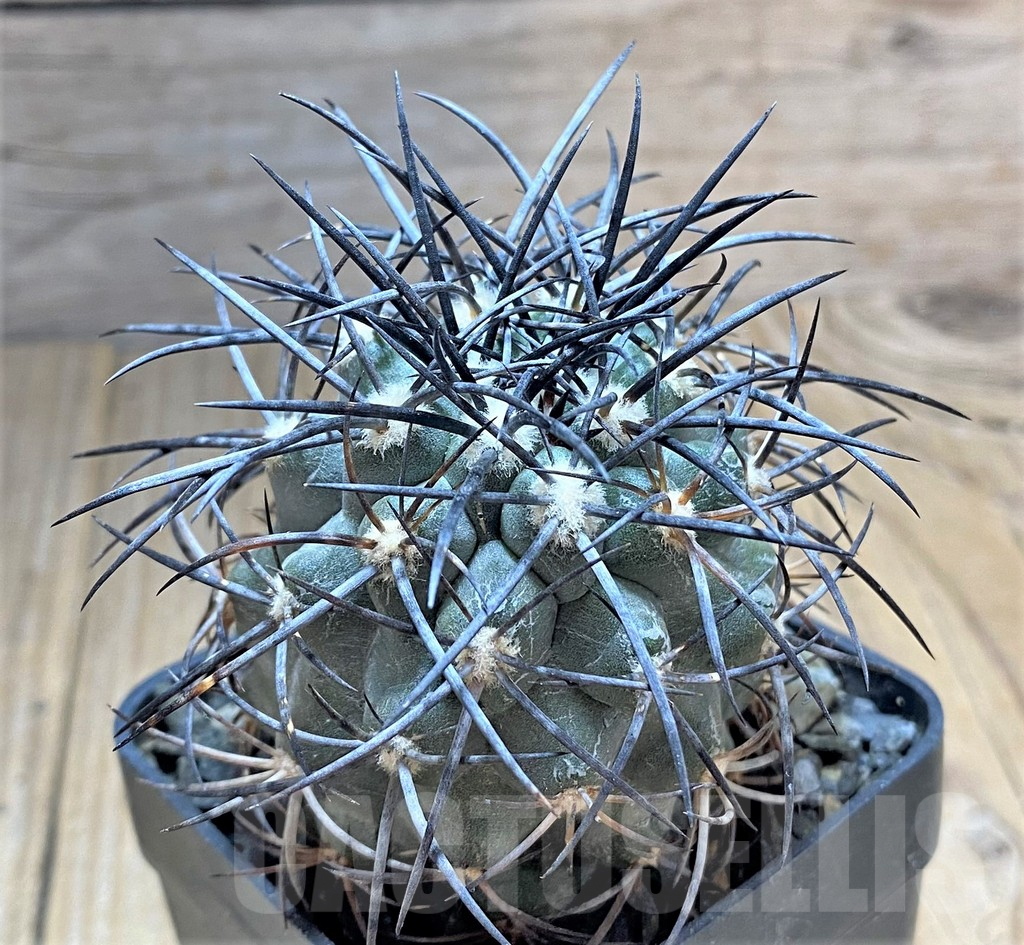 SHPR33460 Copiapoa corralensis, own roots - Image 2