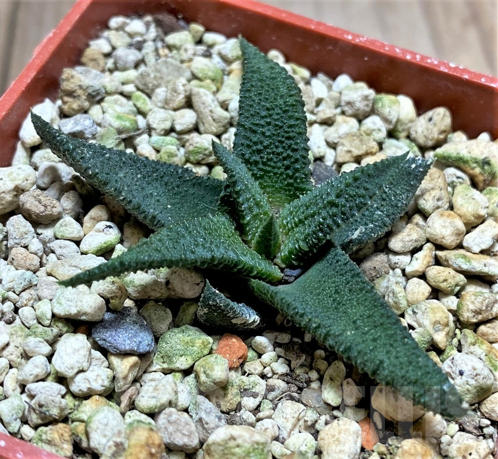 SHPR33465 Haworthia sordida - Зображення 2