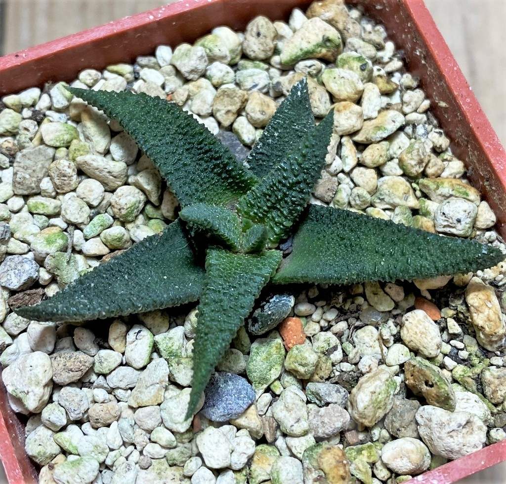 SHPR33465 Haworthia sordida