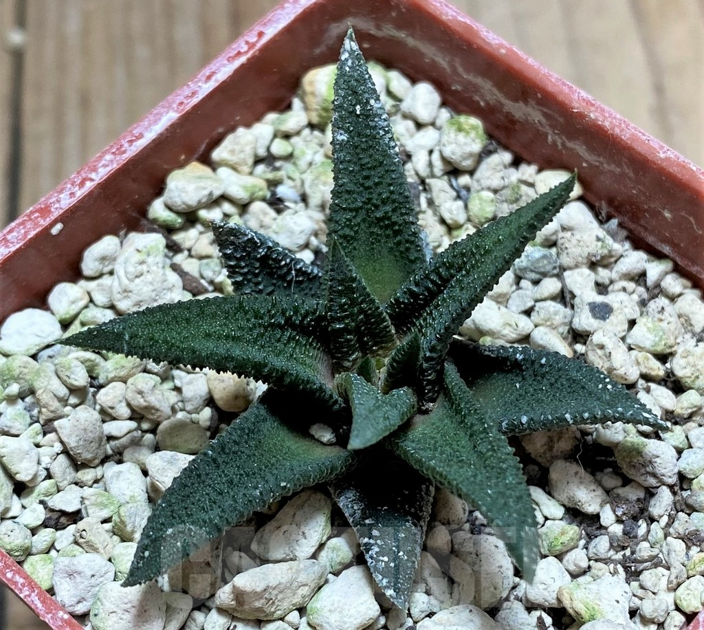 SHPR33466 Haworthia sordida - Imagen 2