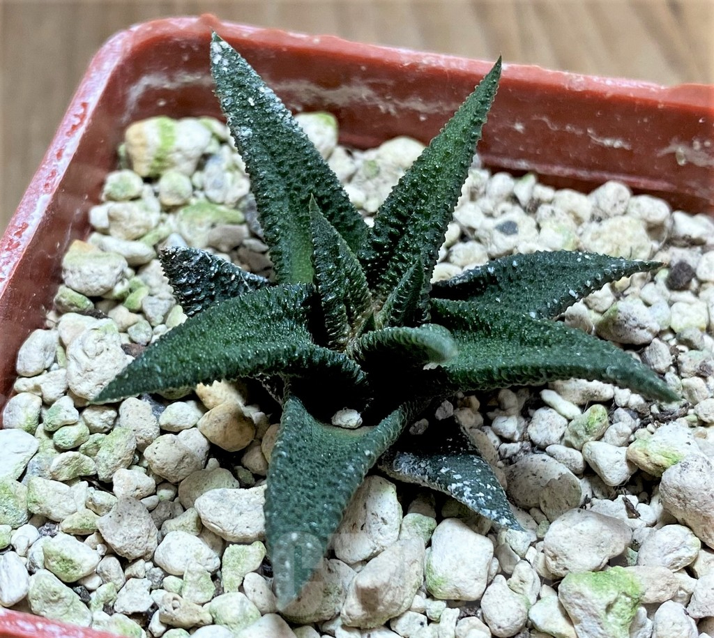 SHPR33466 Haworthia sordida