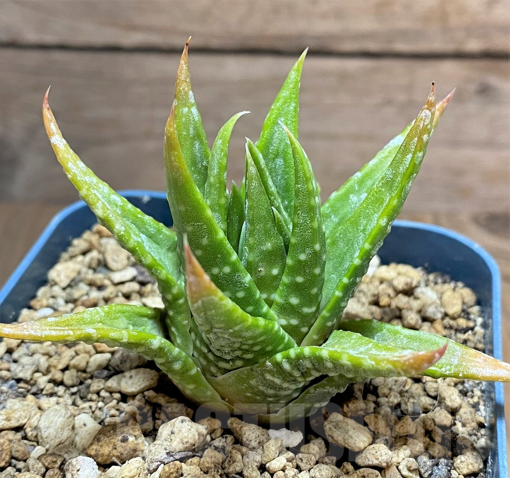 SHPR33467 Haworthia kingiana - Imagen 2