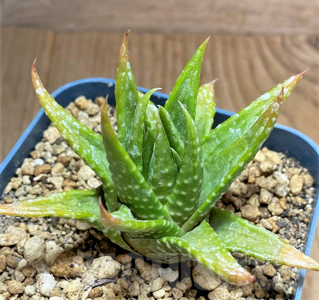 SHPR33467 Haworthia kingiana