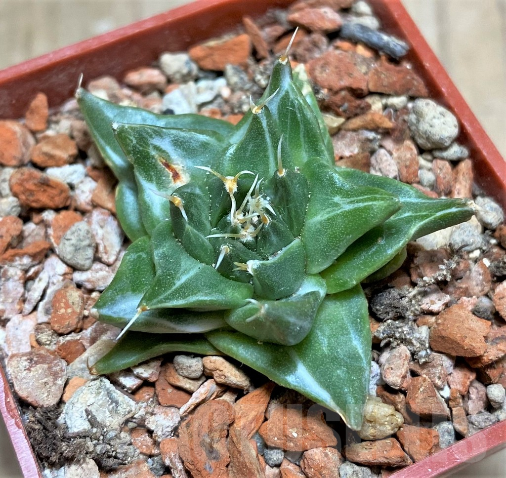 SHPR33468 Obregonia denegrii f. variegata