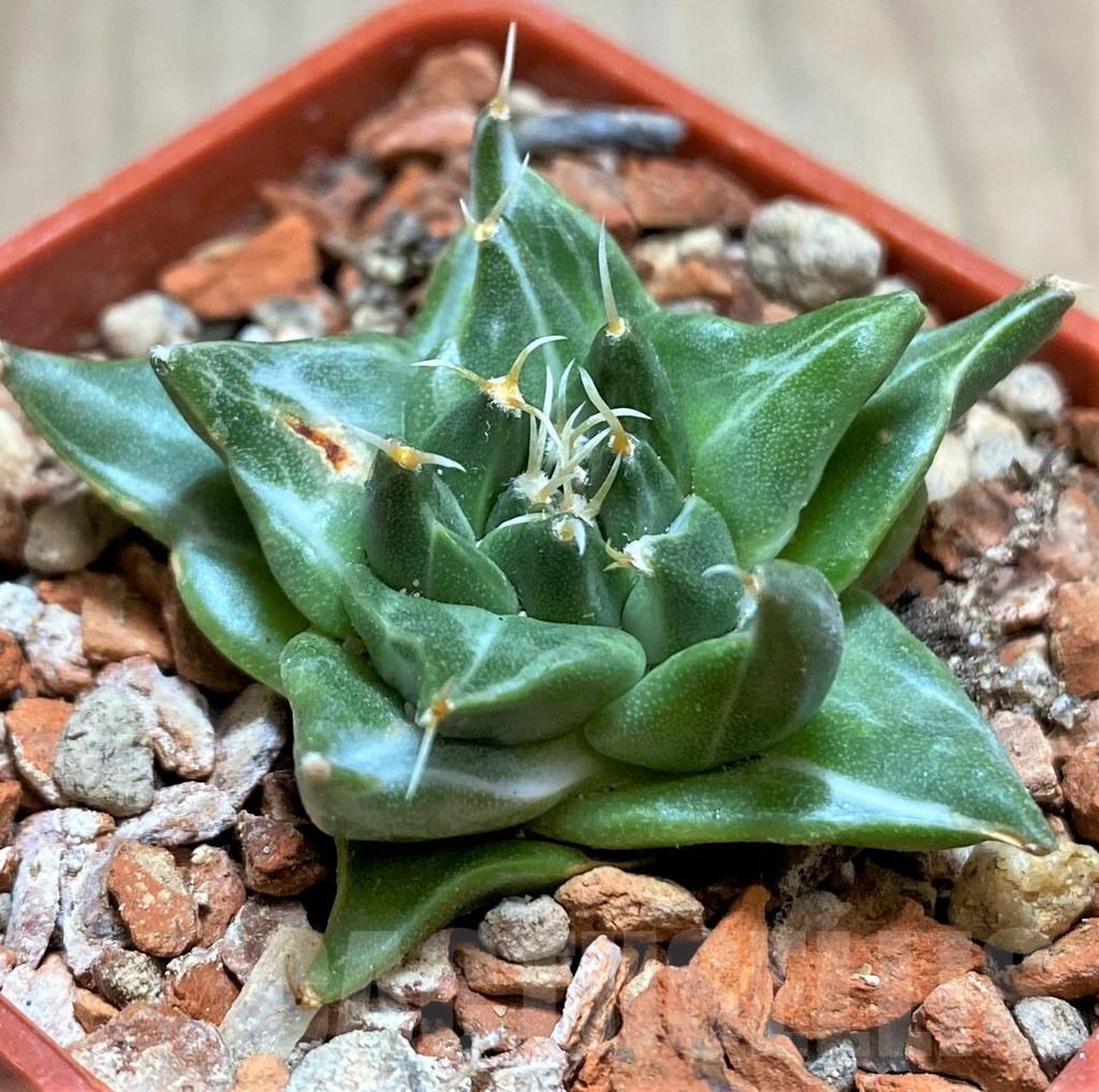 SHPR33468 Obregonia denegrii f. variegata - Imagen 2