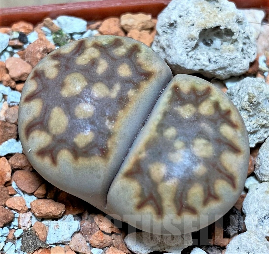 SHPR33469 Lithops julii ssp. fulleri v. brunea