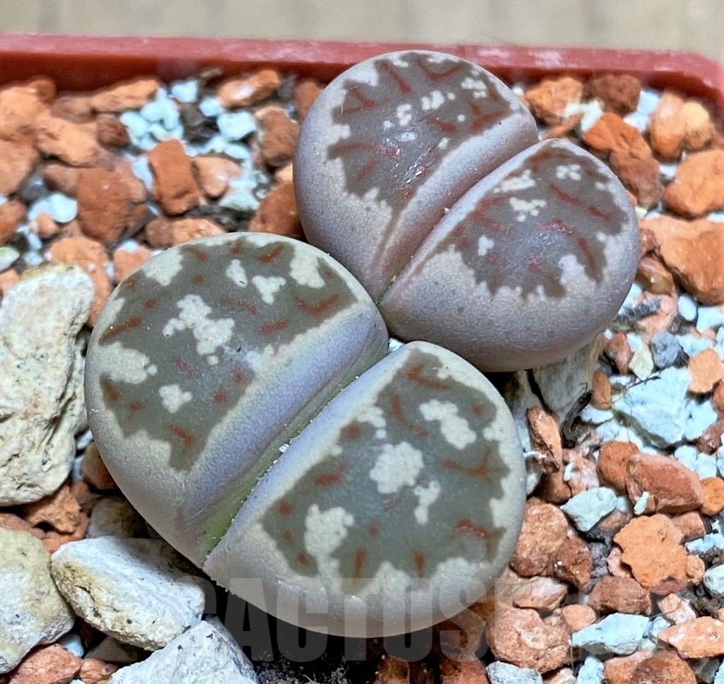 SHPR33470 Lithops dorotheae