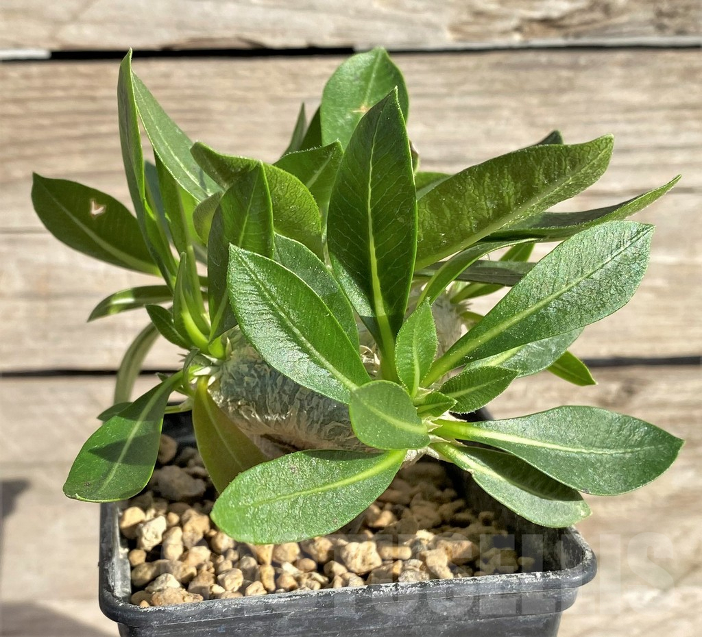 SHPR33588 Pachypodium brevicaule, grafted – Bild 2