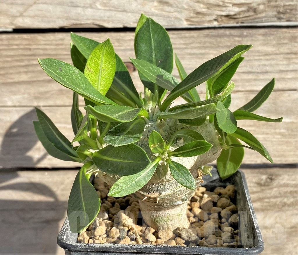 SHPR33588 Pachypodium brevicaule, grafted