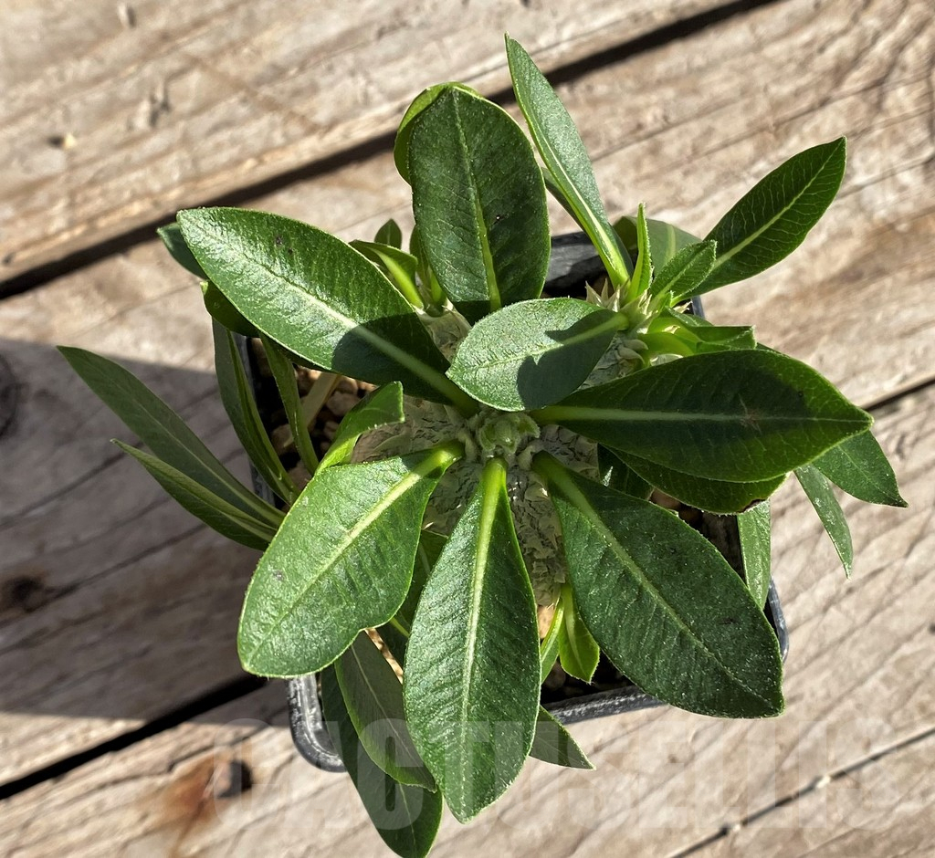 SHPR33588 Pachypodium brevicaule, grafted – Bild 3