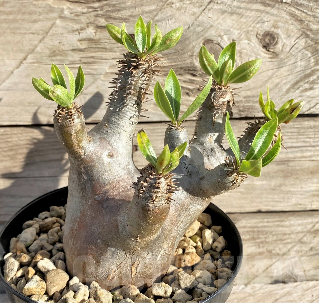 SHPR33590 Pachypodium densiflorum