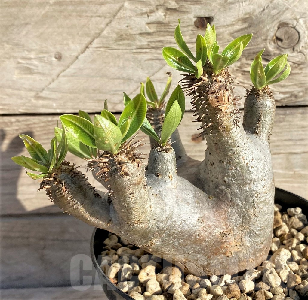 SHPR33590 Pachypodium densiflorum – Bild 2