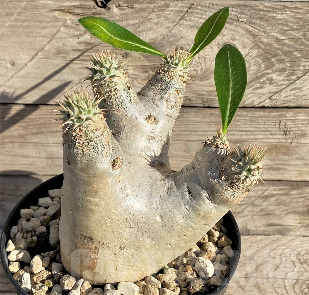 SHPR33591 Pachypodium eburneum