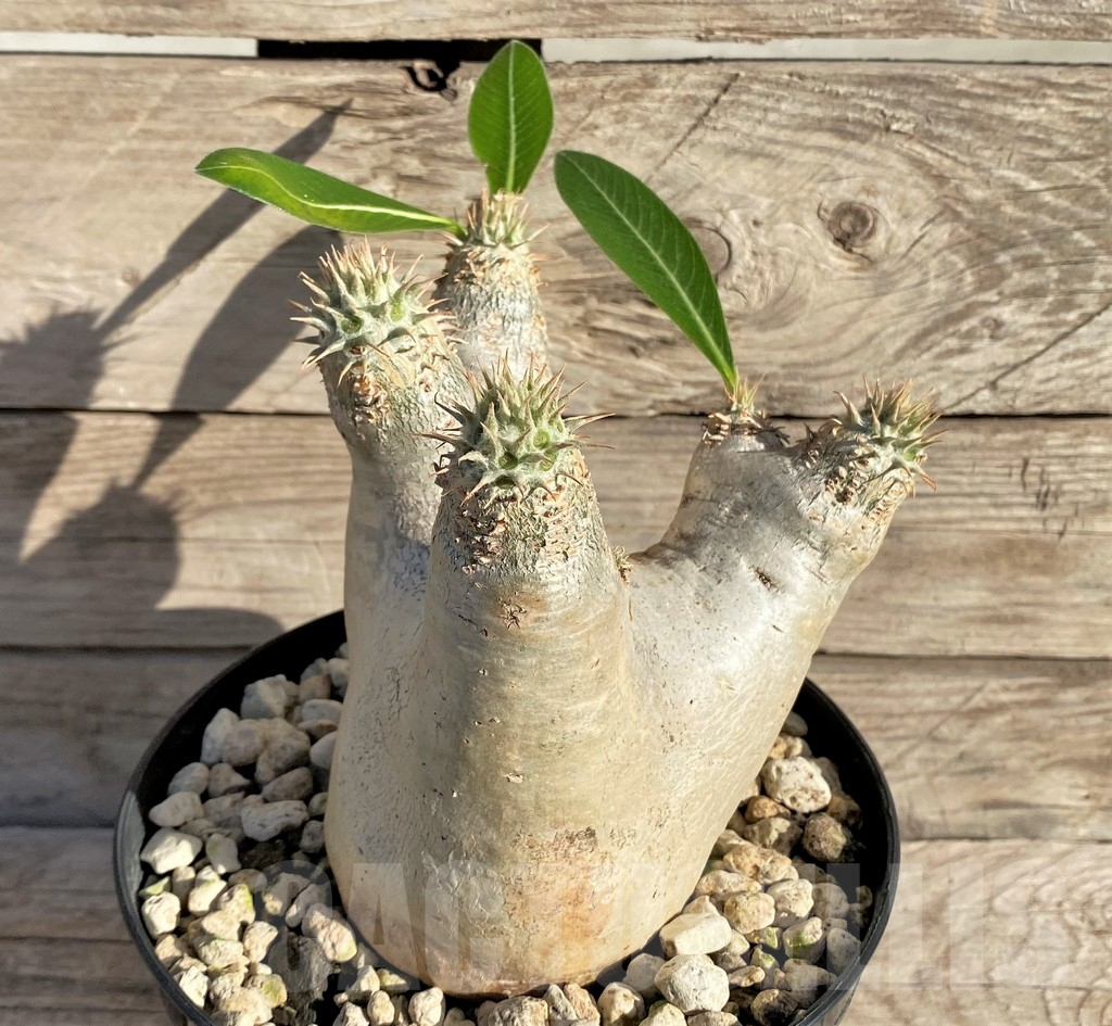 SHPR33591 Pachypodium eburneum - Image 2