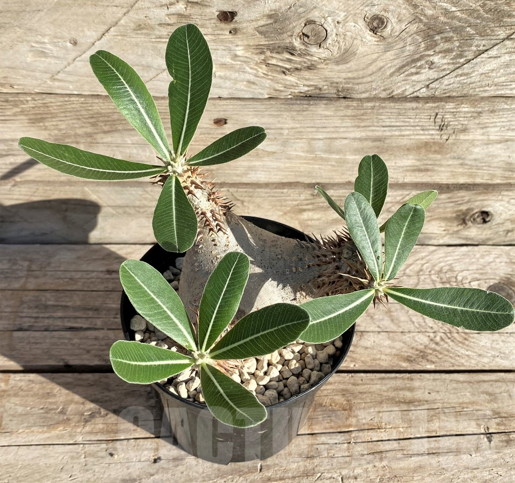 SHPR33592 Pachypodium horombense -Llakaka- - Imagen 2