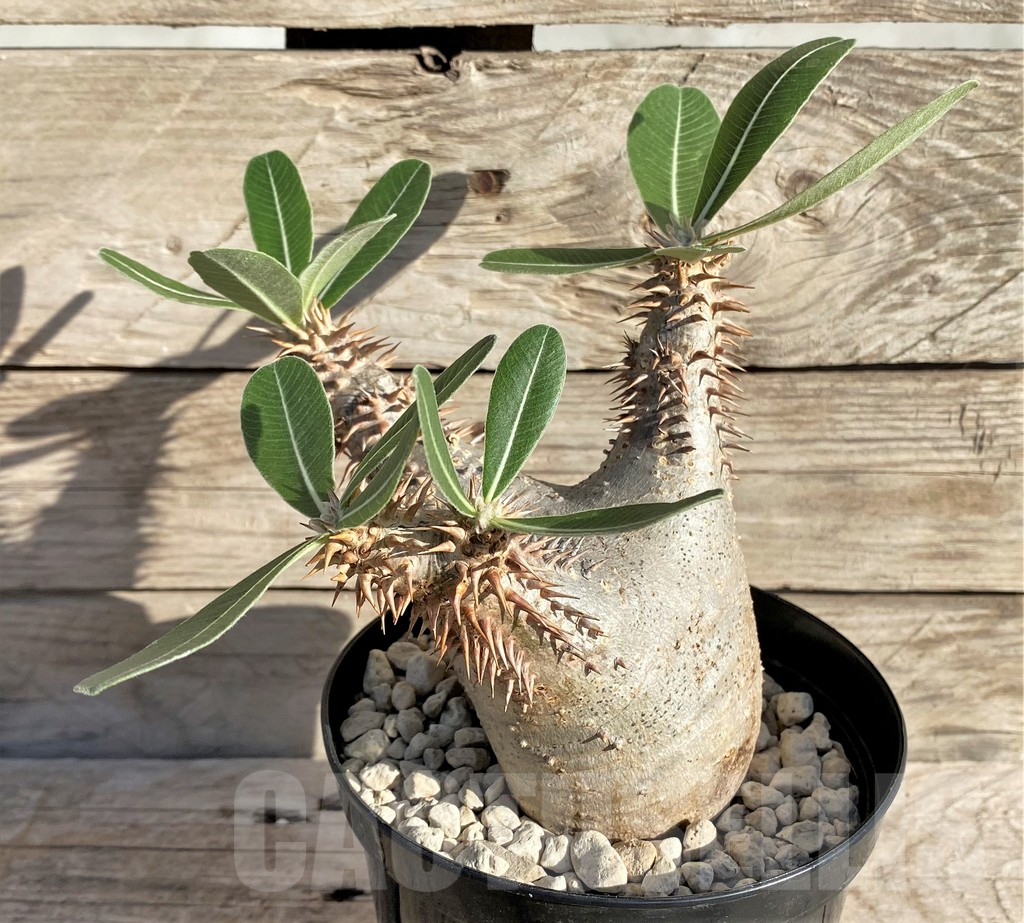 SHPR33592 Pachypodium horombense -Llakaka-