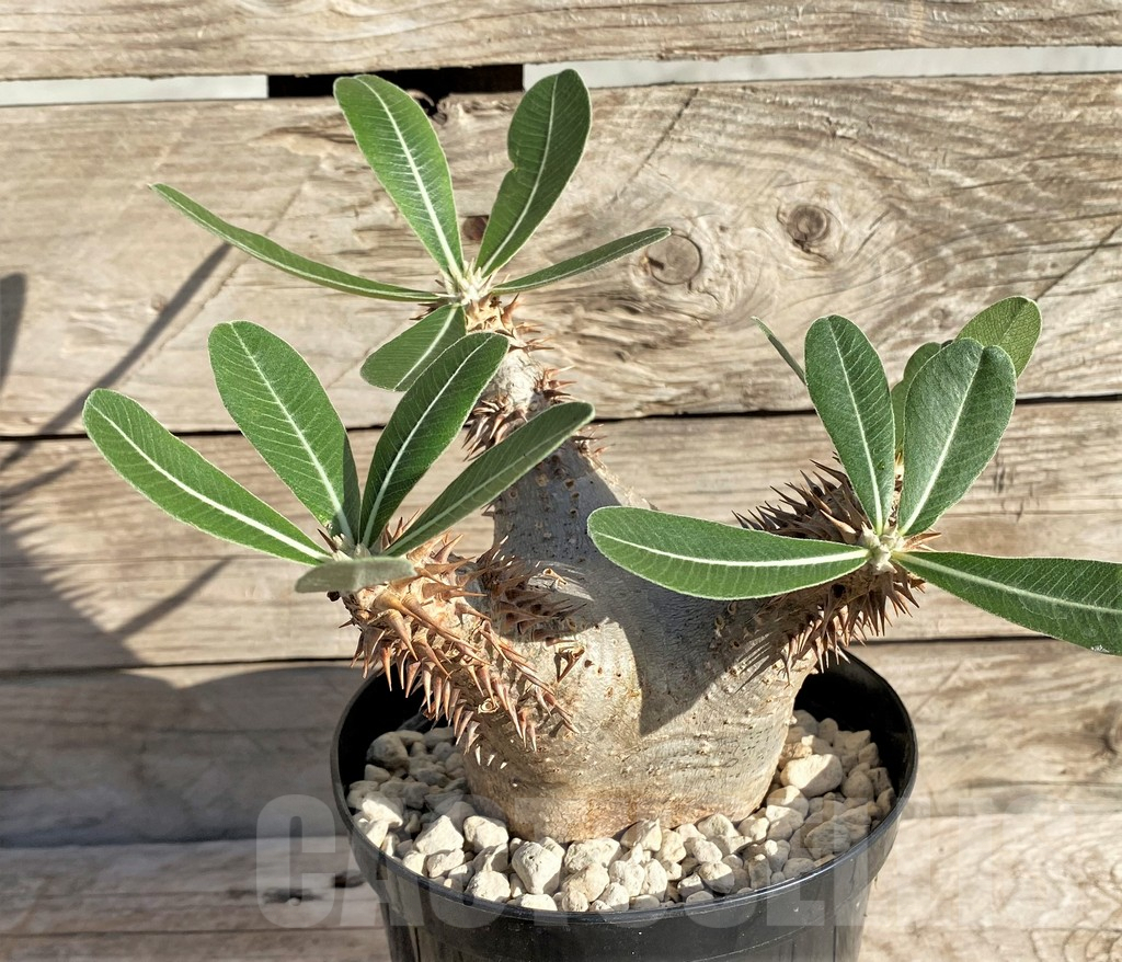 SHPR33592 Pachypodium horombense -Llakaka- - Imagen 3